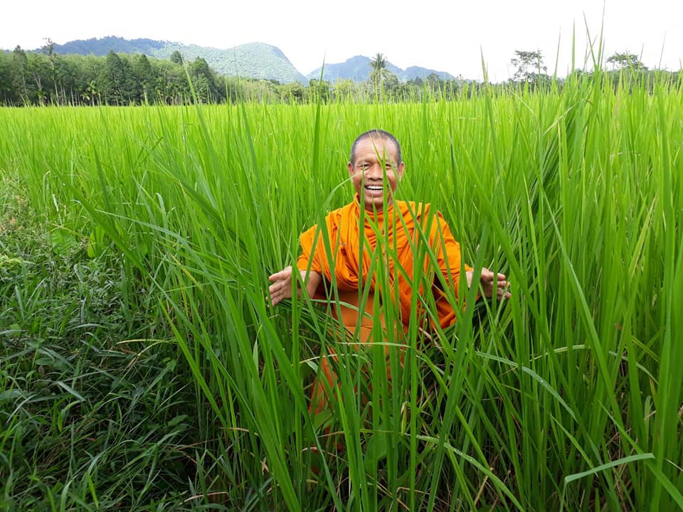 ม.ทักษิณ ขับเคลื่อนกลุ่มผลิตข้าวอินทรีย์ พลิกผืนนาเมืองลุงกว่า 800 ไร่ ผ่านมาตรฐาน Organic Thailand