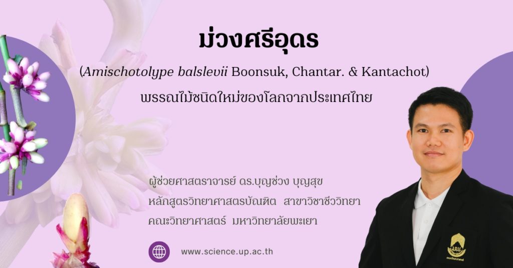 ม่วงศรีอุดร (Amischotolype balslevii Boonsuk, Chantar. & Kantachot) : พรรณไม้ชนิดใหม่ของโลกจากประเทศไทย