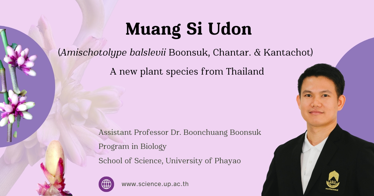 Muang Si Udon (Amischotolype balslevii Boonsuk, Chantar. & Kantachot) : A new plant species from Thailand